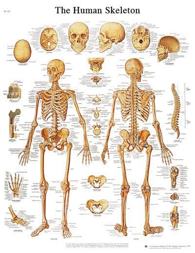 FEI Anatomical Sticky Back Chart - Human Heart