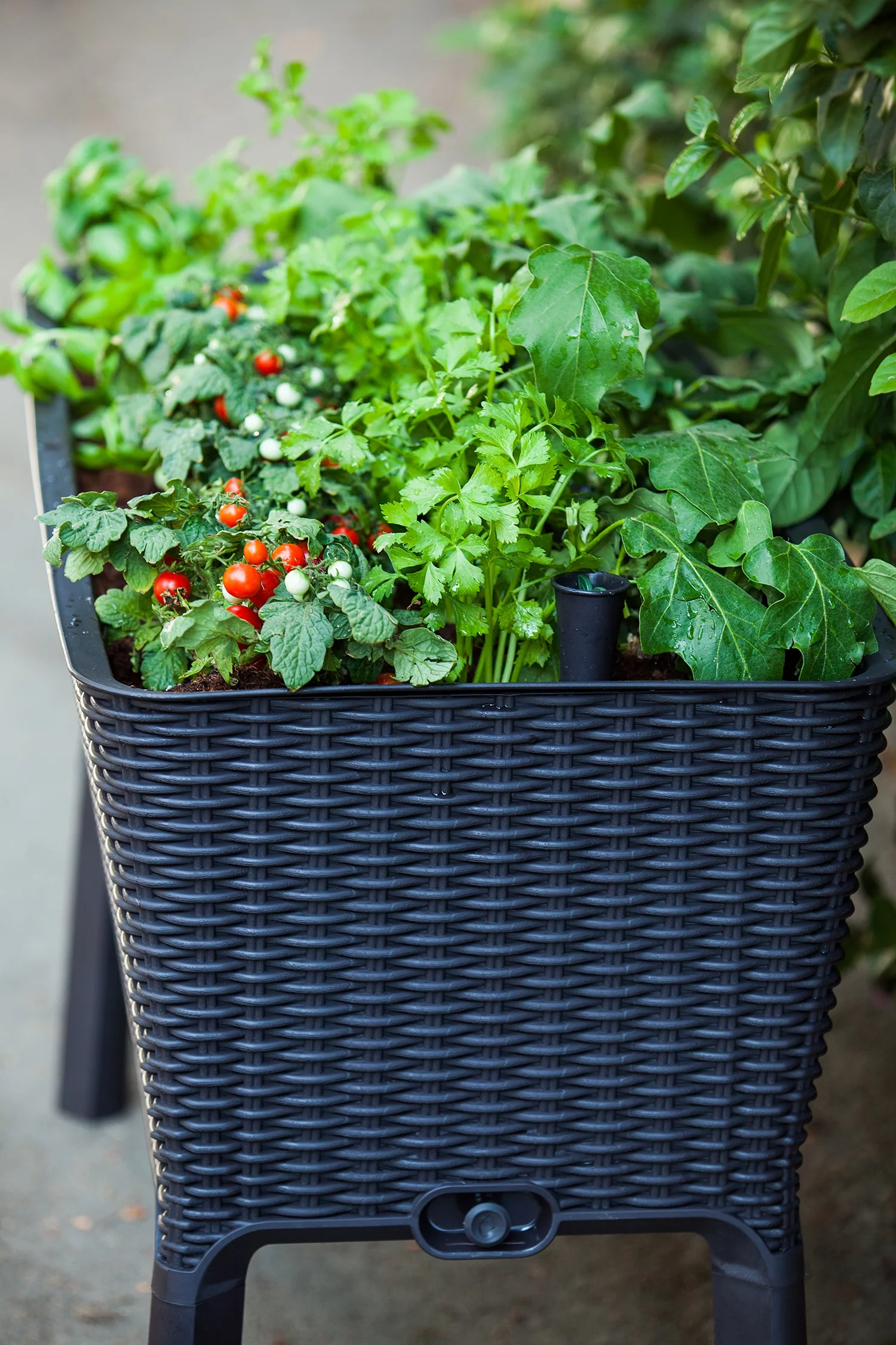 Keter Easy Grow Durable Resin Raised Garden Bed with Self-Watering and Drainage System, Rattan Anthracite Grey