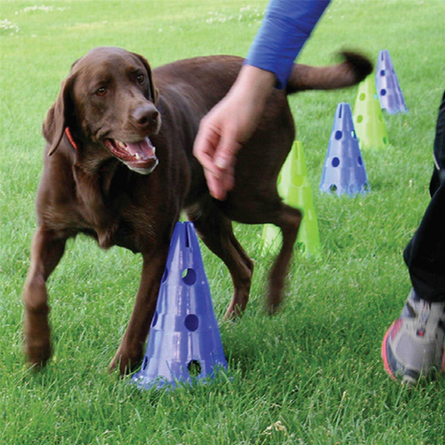 FitPAWS CanineGym Dog Agility Kit - Pet Supplies online store