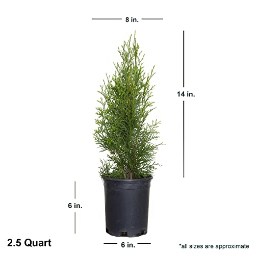 Emerald Green Arborvitae (2.5 Quart) Evergreen Shrub/Tree with Green Foliage - Full Sun to Part Shade Live Outdoor Plant