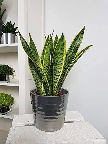 American Plant Exchange Sansevieria Trifasciata Snake Laurentii Live Plant, 6x22 Pot, Green