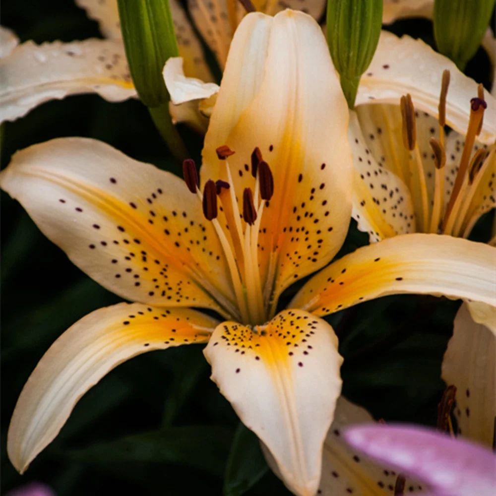 Lily Asiatic Lilium Bulbs Mixed Lilies,Lily Bulbs for Planting Now Lily Bulbs Colourful Collection  Flowering Bulbs - Curated Treasures Market