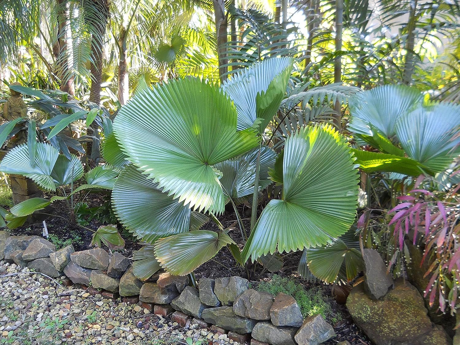 Licuala Peltata Fan Palm - Live Plant in a 3 Gallon Growers Pot - Licuala Peltata - Extremely Rare Ornamental Palms of Florida