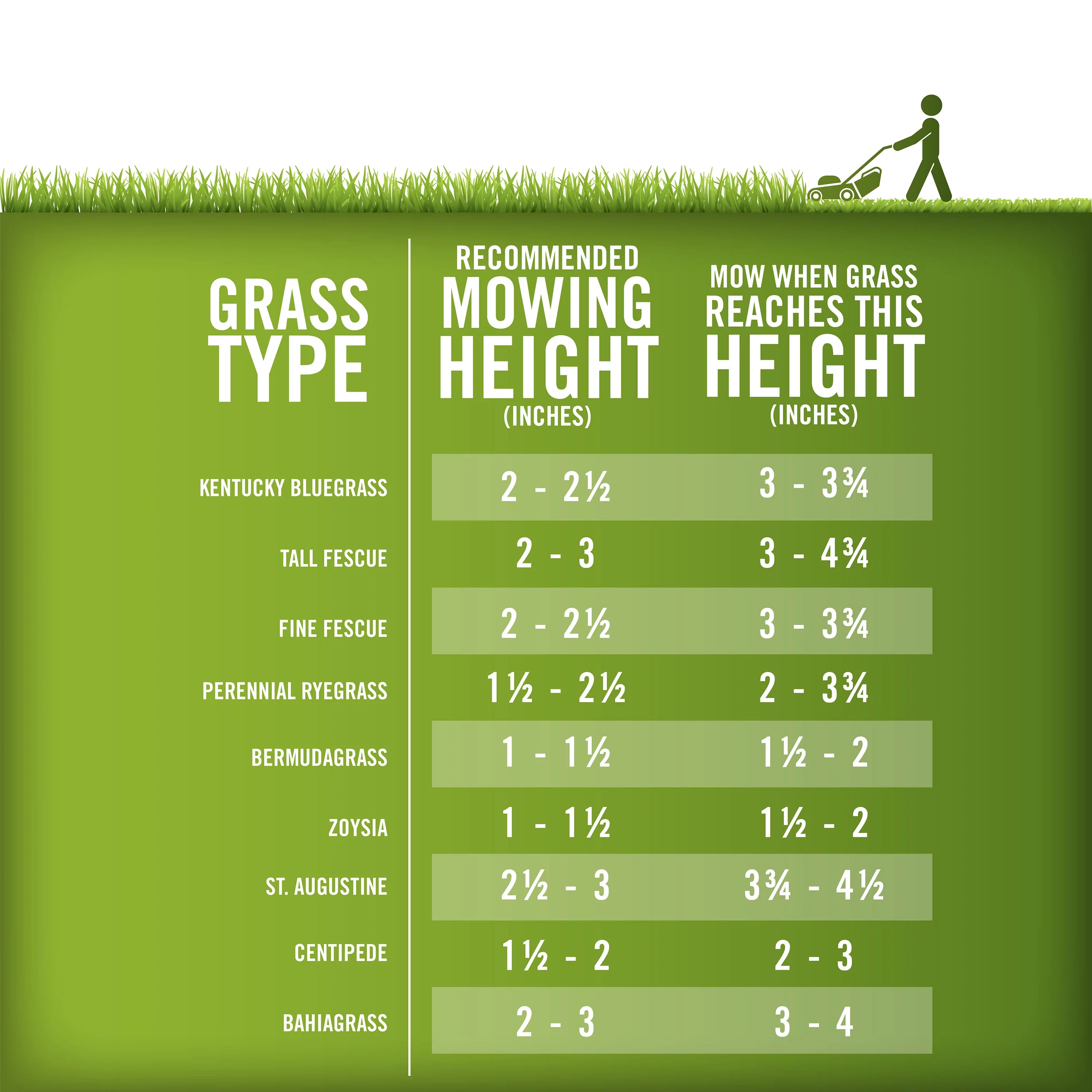 Pennington Sahara Bermudagrass Southern Grass Seed, for Full Sun, 5 lb.
