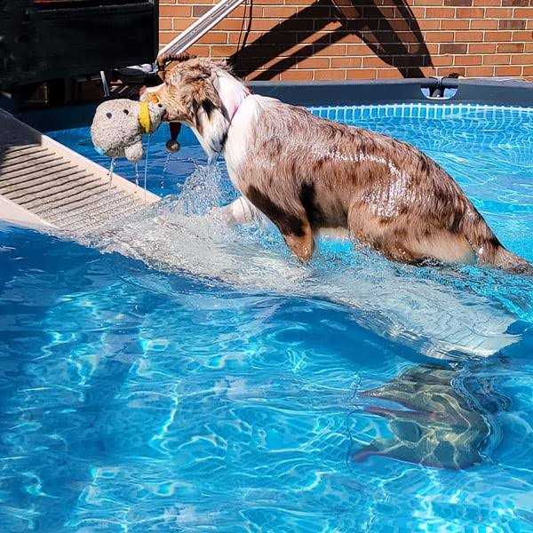 Petstep Pool Bundle - Pet Supplies online store