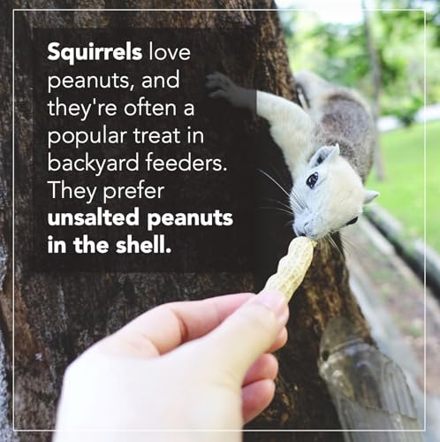 Wildlife Feed Raw Peanuts (50 LBS) - Our in-Shell Peanuts are The Ideal Critter Food to Attract Squirrels, Birds, Deer and Other Diverse Wildlife.