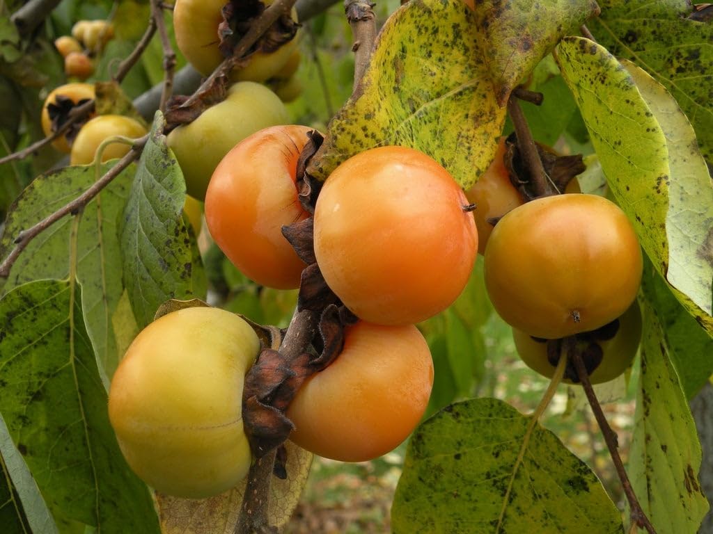 Persimmon ‘Meader’ (Diospyros virginiana) 1 Year Old grafted Plant