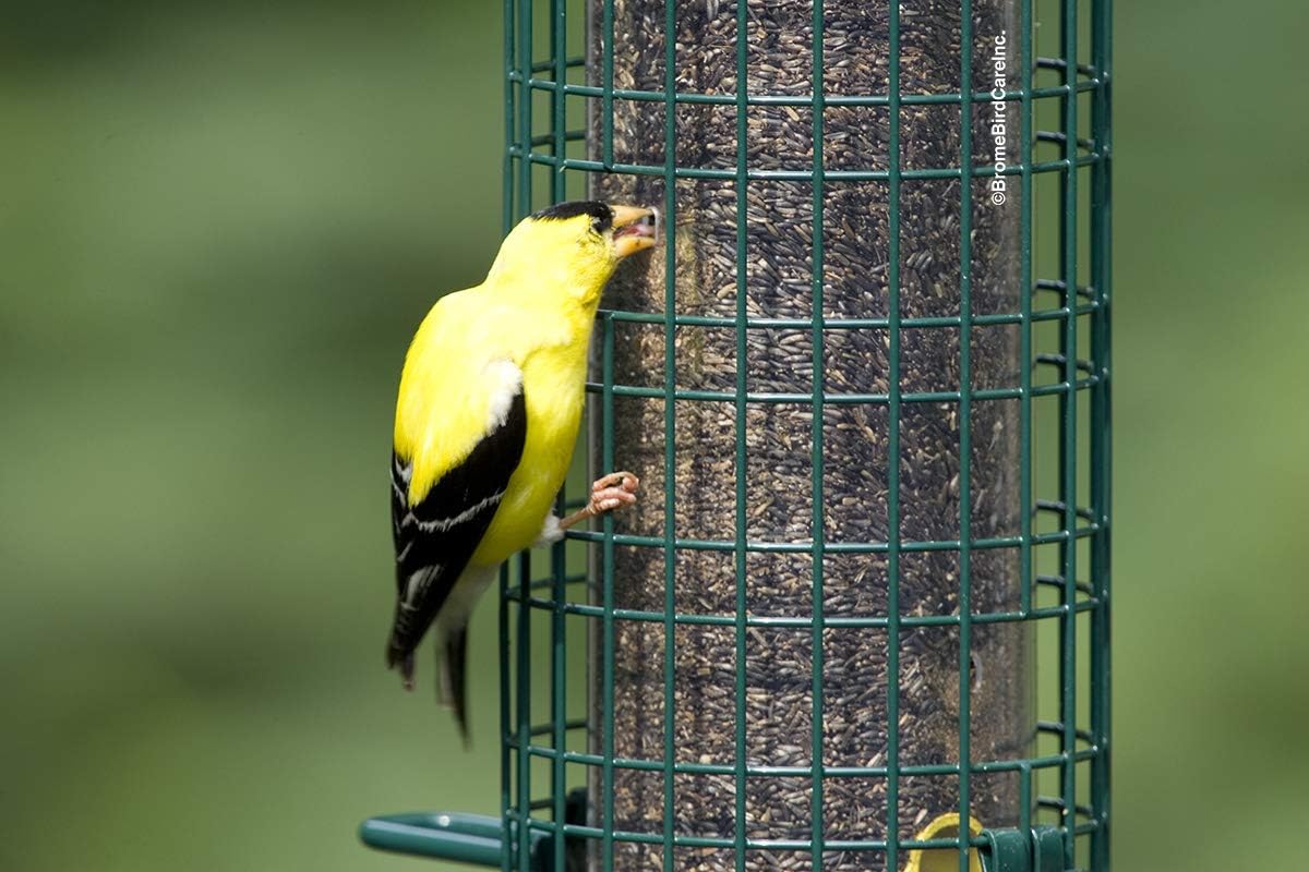 Squirrel Buster Finch Squirrel-proof Bird Feeder w/4 Metal Perches & 8 Feeding Ports, 2.4-pound Thistle/Nyjer Seed Capacity Pack of 2