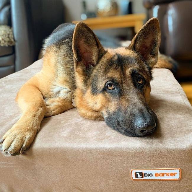 Big Barker 7x22 Orthopedic Dog Bed - Sleek Edition - Khaki - 48x22 x 30x22 x 7x22