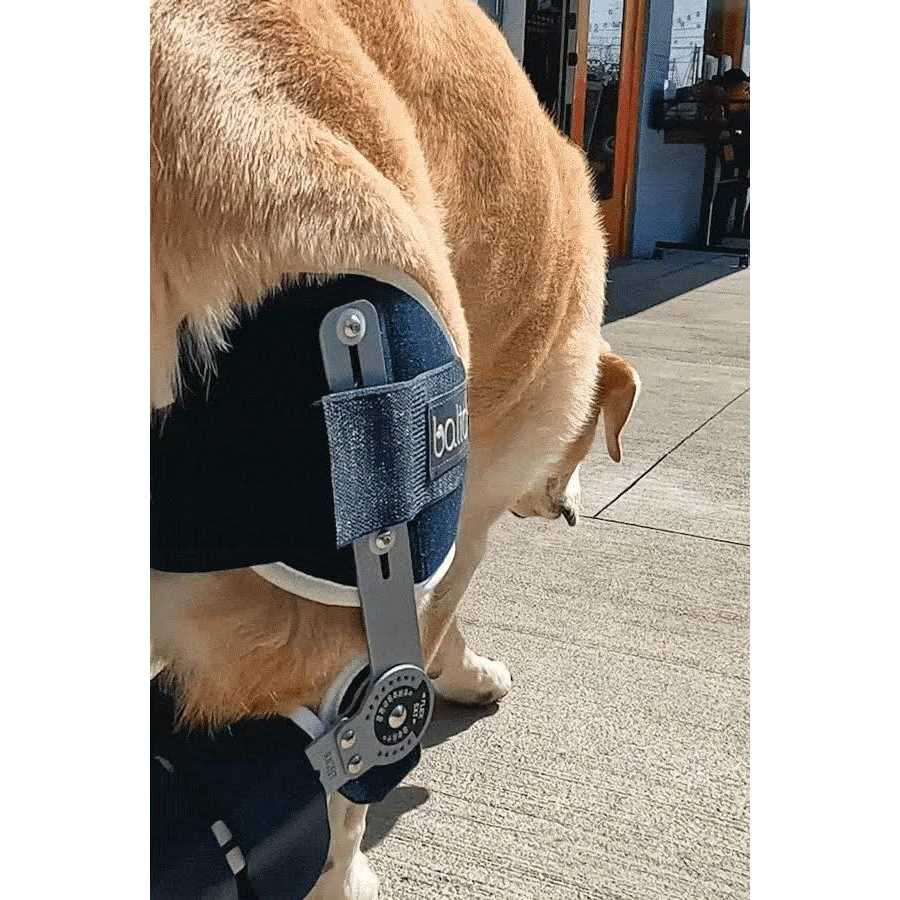 Balto Ligatek Adjustable Hinged Dog Knee Brace - Pet Supplies online store