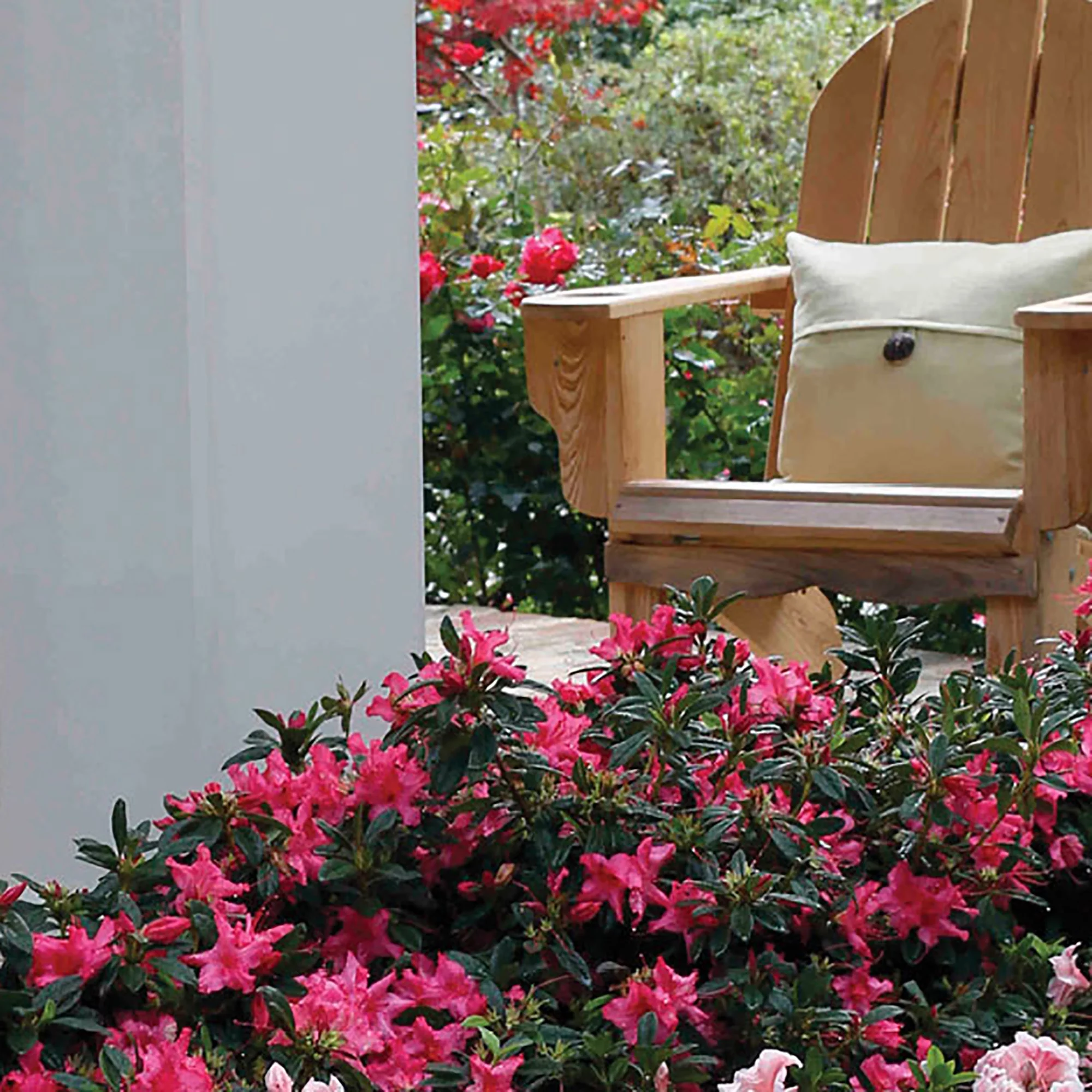 Encore Azalea Autumn Rouge Live Shrubs - Curated Treasures Market