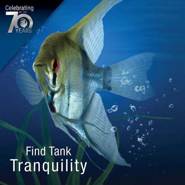 Tetrafauna Viquarium Terrarium &amp; Aquarium Filter - Pet Supplies online store