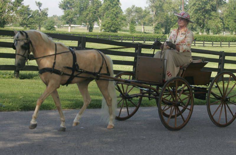 Ozark Mini/Pony V Carriage Harness Mini