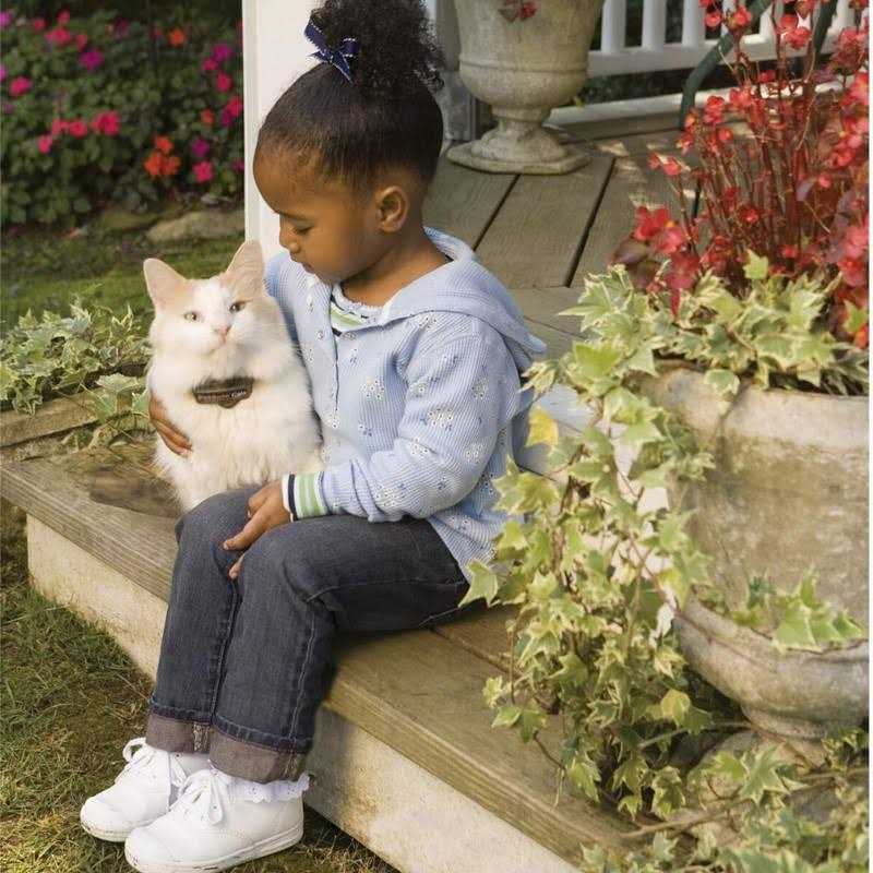 PetSafe In-Ground Cat Fence Receiver Collar - Pet Supplies online store