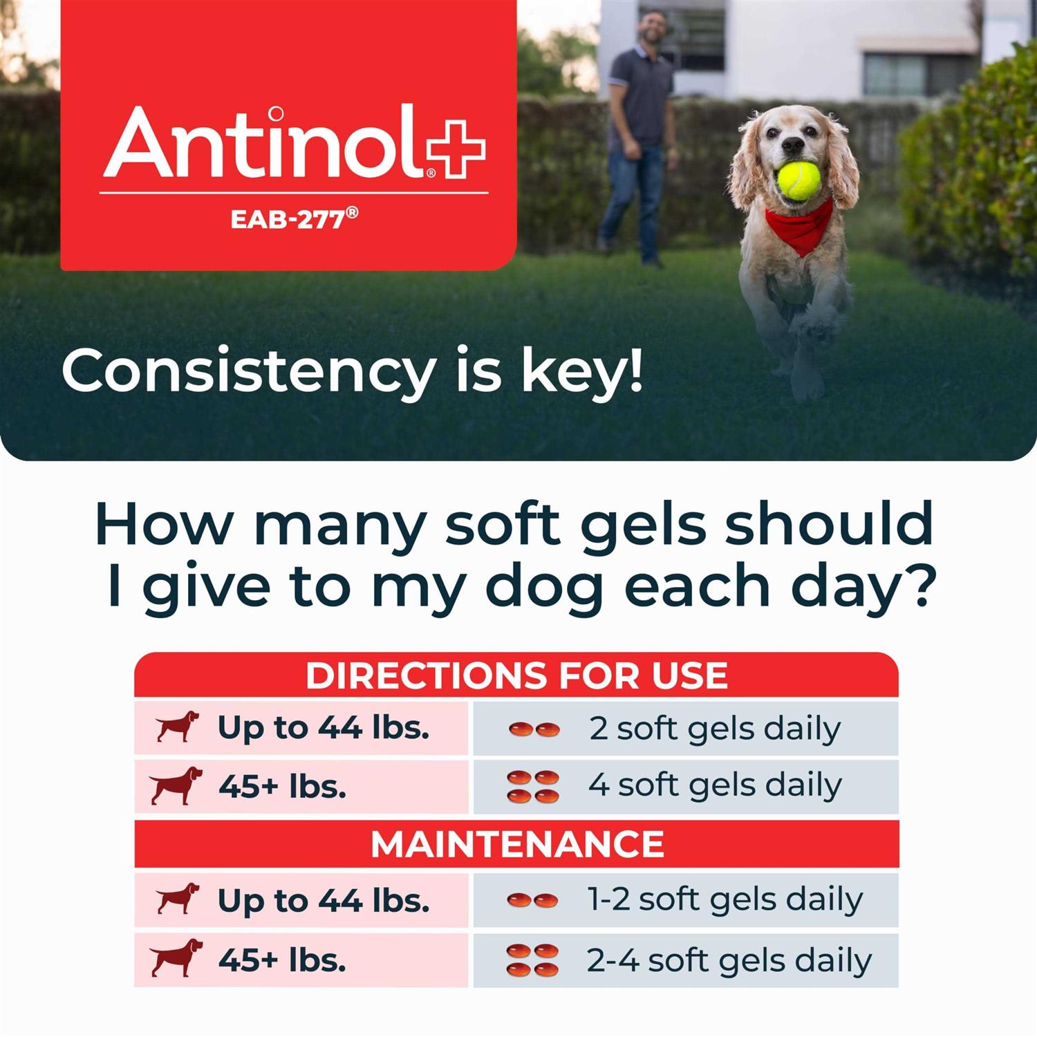 Antinol Plus 60ct - Pet Supplies online store