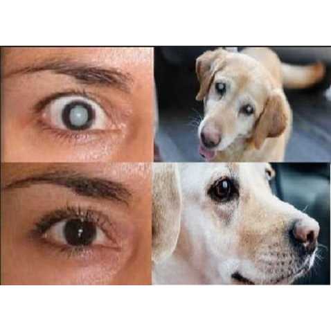 Cataract Eye Drops 4% NAC. Strongest anywhere.Proven on People &amp; Pets. 2 x 10ml - Pet Supplies online store