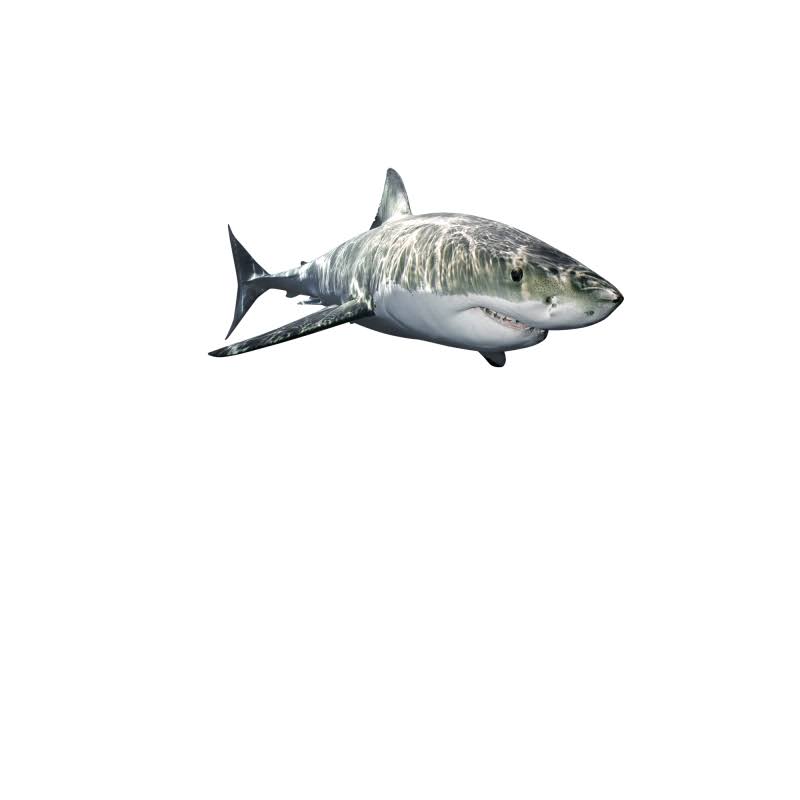 Fathead Great White Shark Wall Decal
