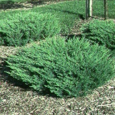 Andorra Compacta Juniper - 15 Live Plants - Evergreen Ground Cover