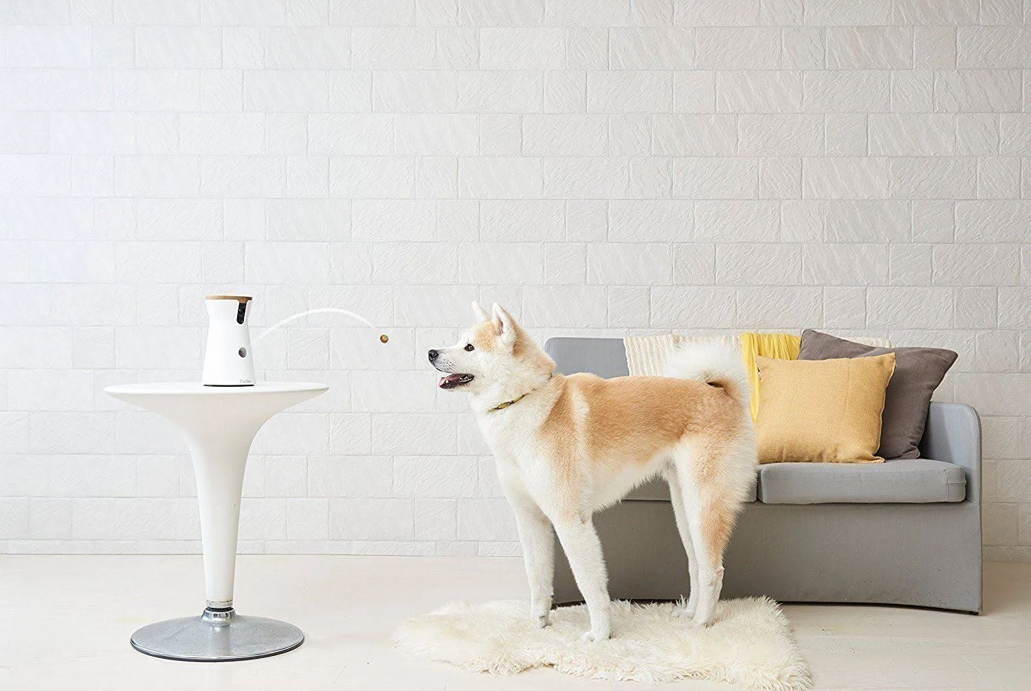 Furbo Dog Camera: Treat Tossing, Full HD WiFi Pet Camera and 2-Way Audio