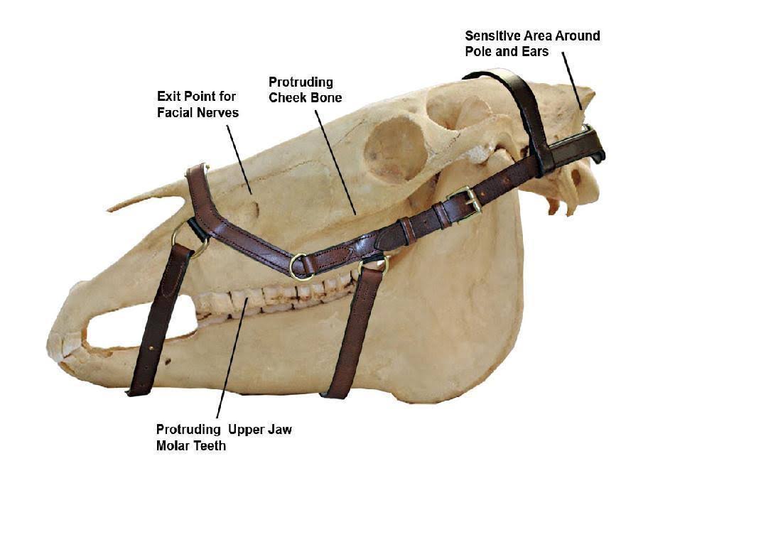 Rambo Micklem Competition Bridle - Brown