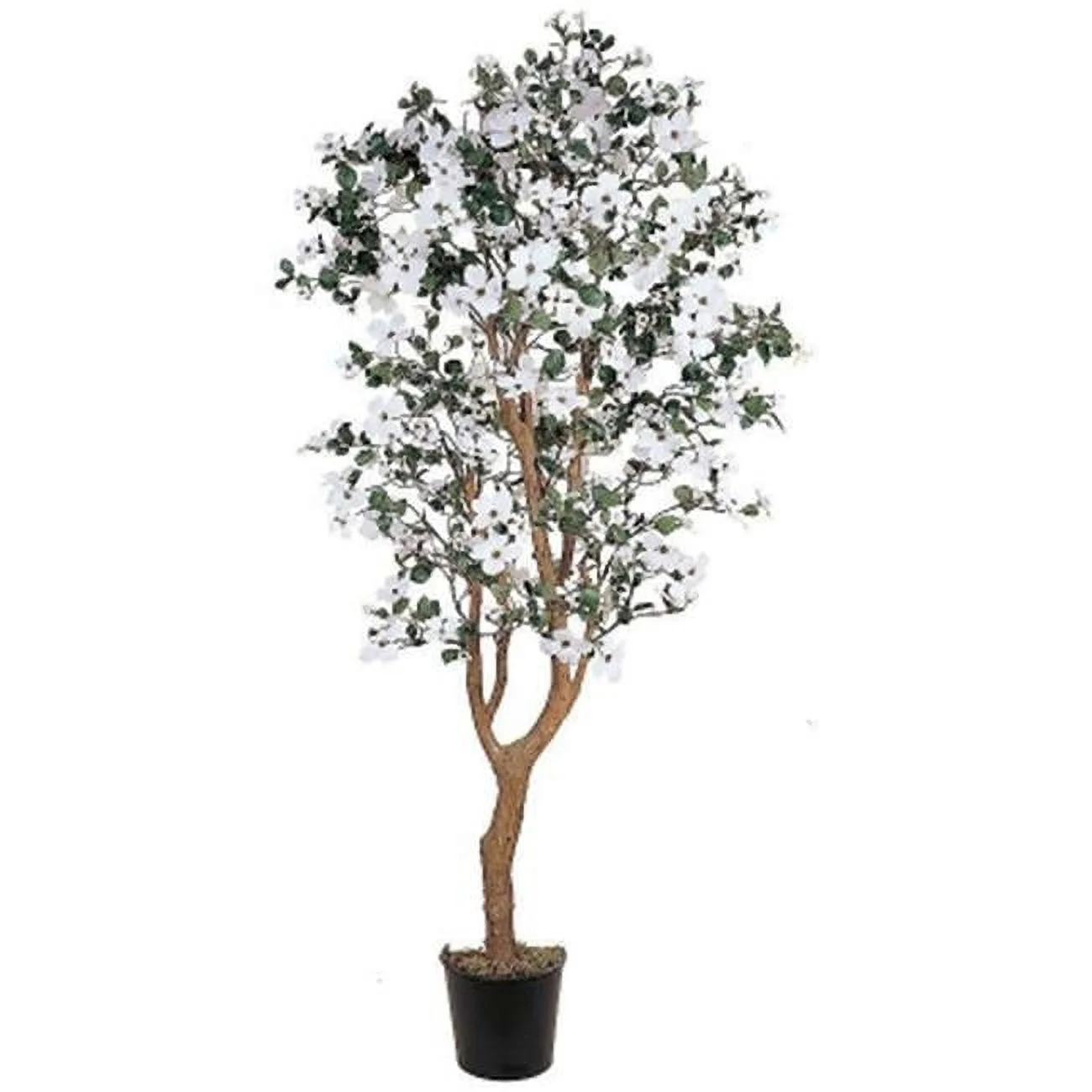 5 ft. Dogwood Silk Tree