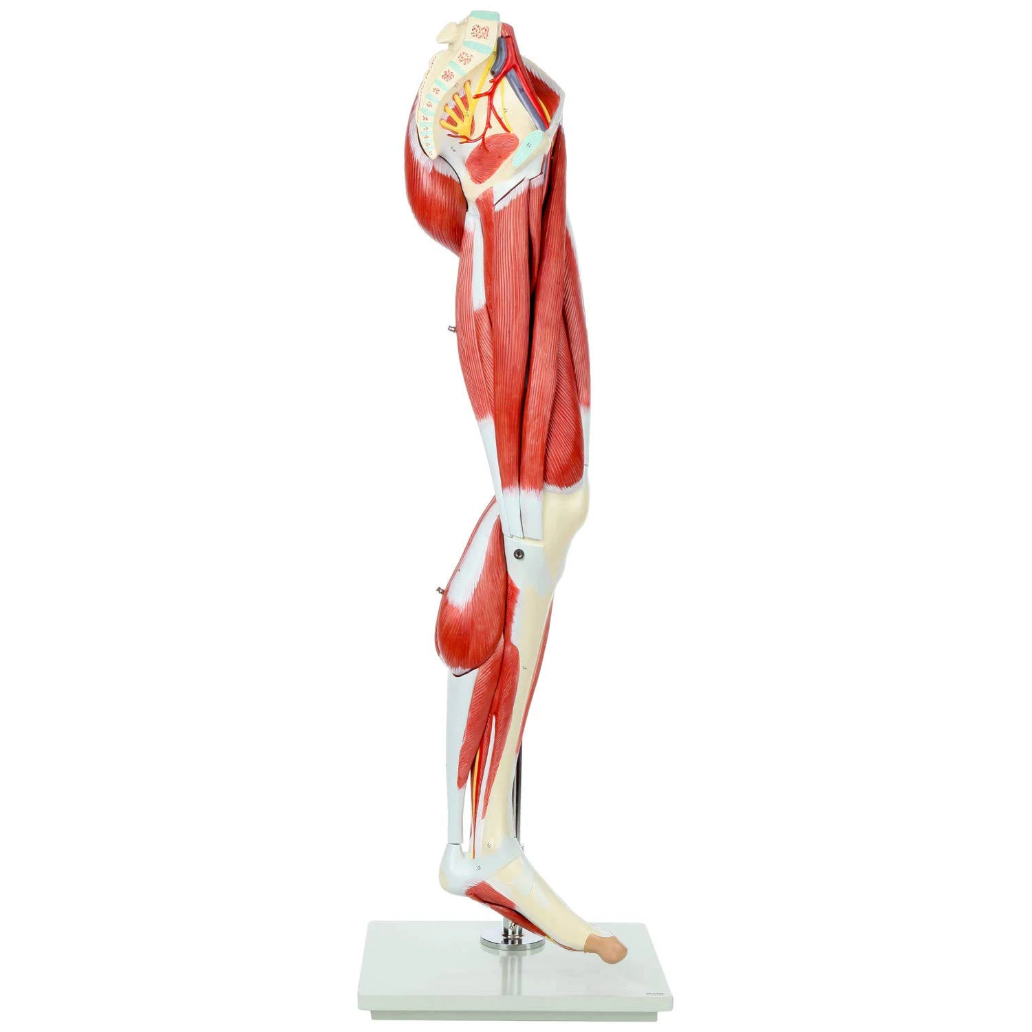 Axis Scientific Leg Model | Muscle Anatomy Model Has 12 Removable Leg Muscles | Muscle Model Details Muscles, Arteries u0026 Vei