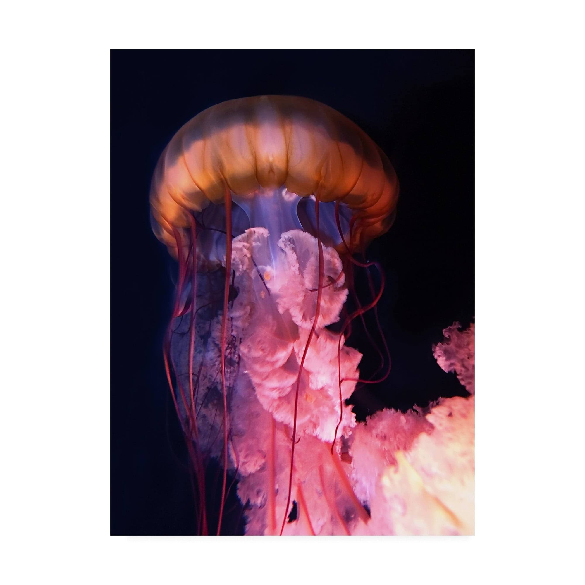 Trademark Art PhotoINC Studio 'Gelly' Canvas Art