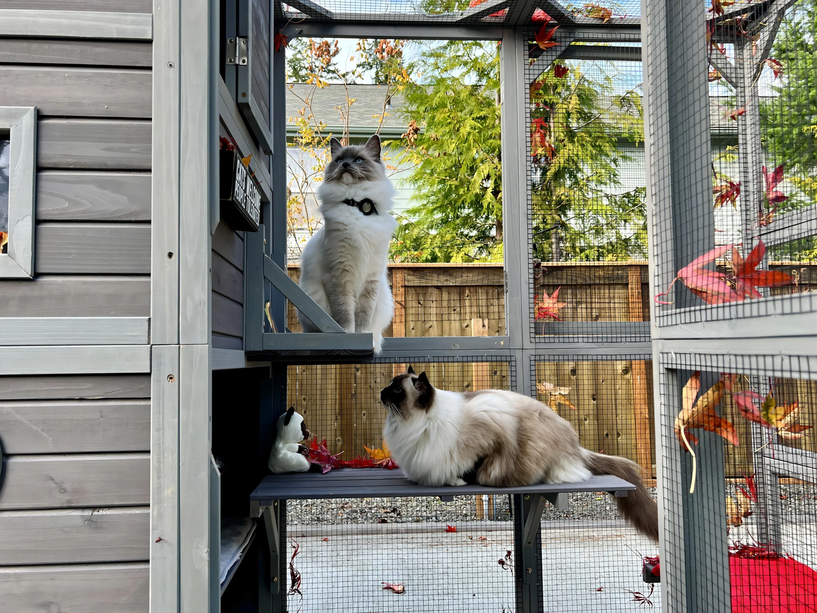 Morgete 70''H Large Catio 4 Tiers Outdoor Cat House Walk-in Enclosures Cat Cage