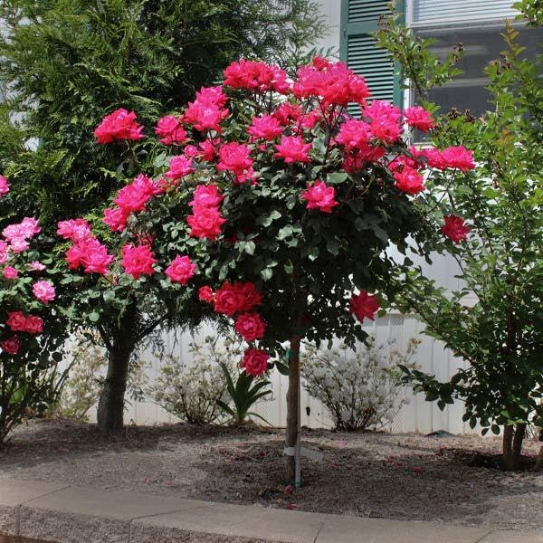 Brighter Blooms - Knock Out Rose Tree, 3-4 ft. - No Shipping to AZ