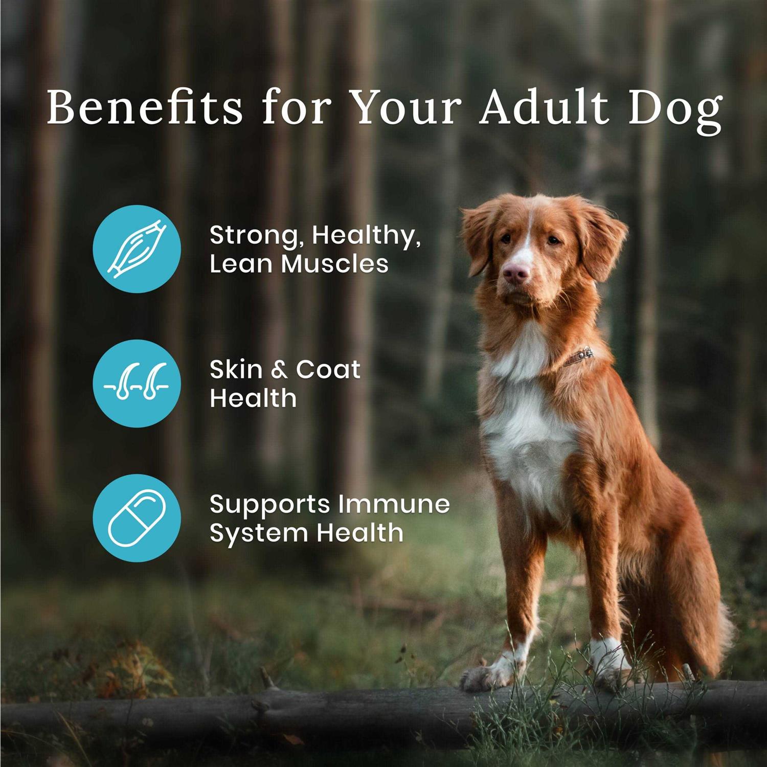 Blue Buffalo Wilderness Dog Food - Pet Supplies online store