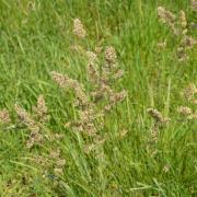 Outsidepride Orchard Pasture Grass Seed - 25 lbs