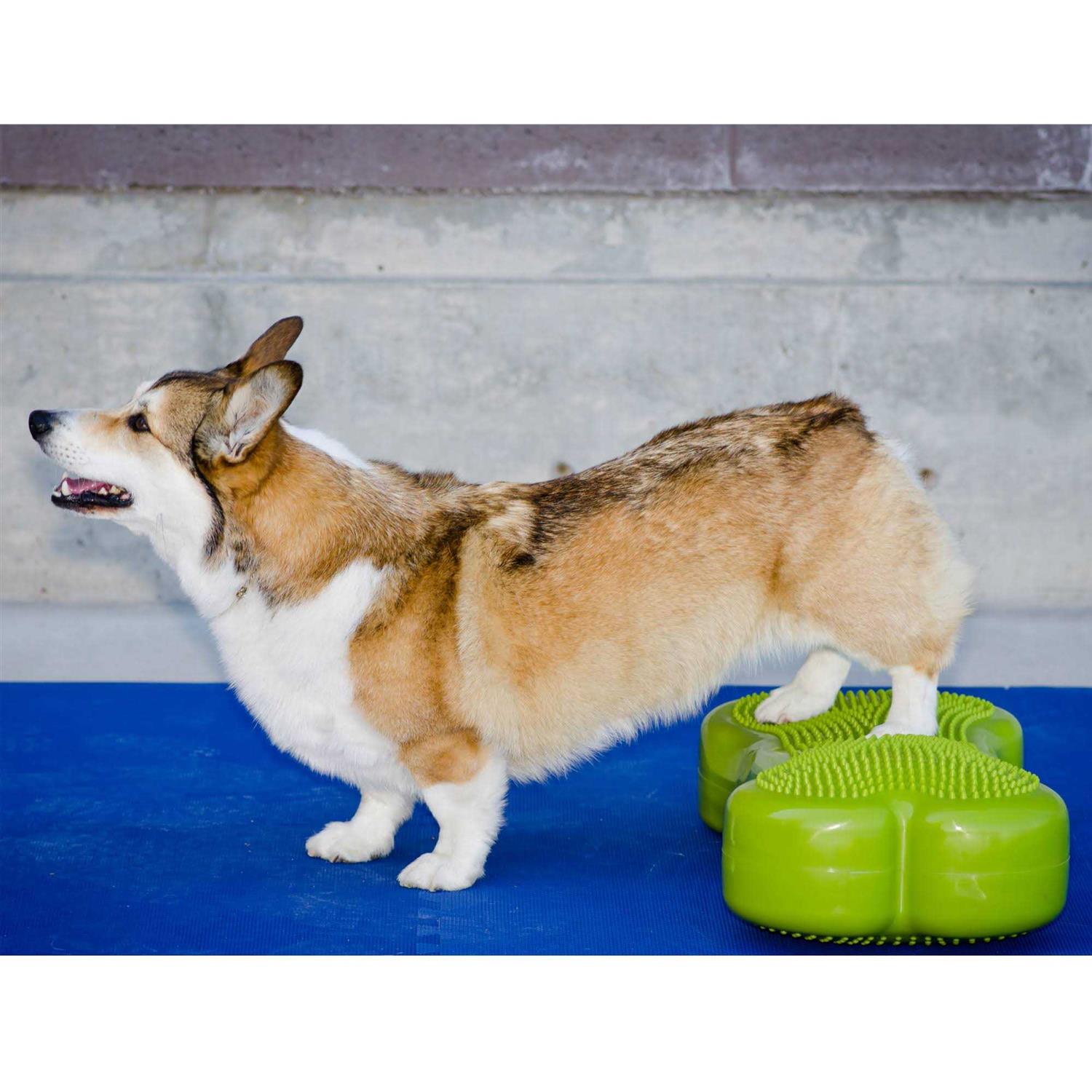 FitPAWS K9FITbone Agility Training - Pet Supplies online store