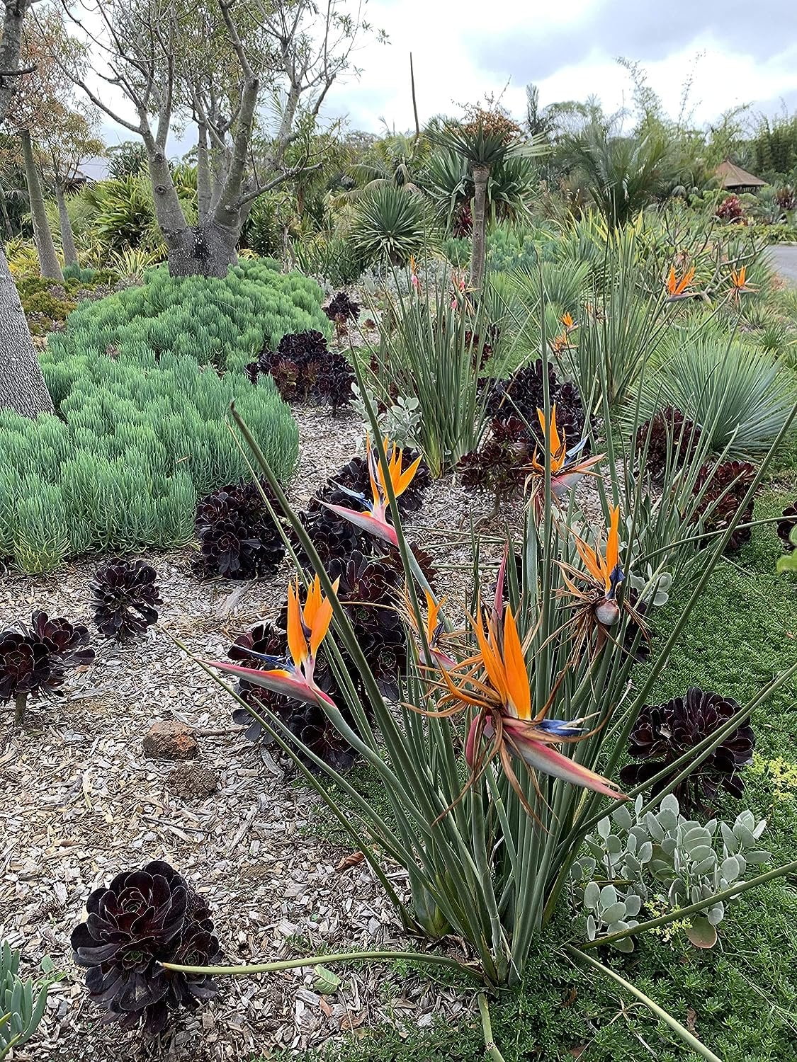 Leafless Orange Bird of Paradise - 3 Live Plants in a Inch Pots - Strelitzia Juncea - Extremely Rare and Stunning Tropical Evergreen Plant - Curated Treasures Market