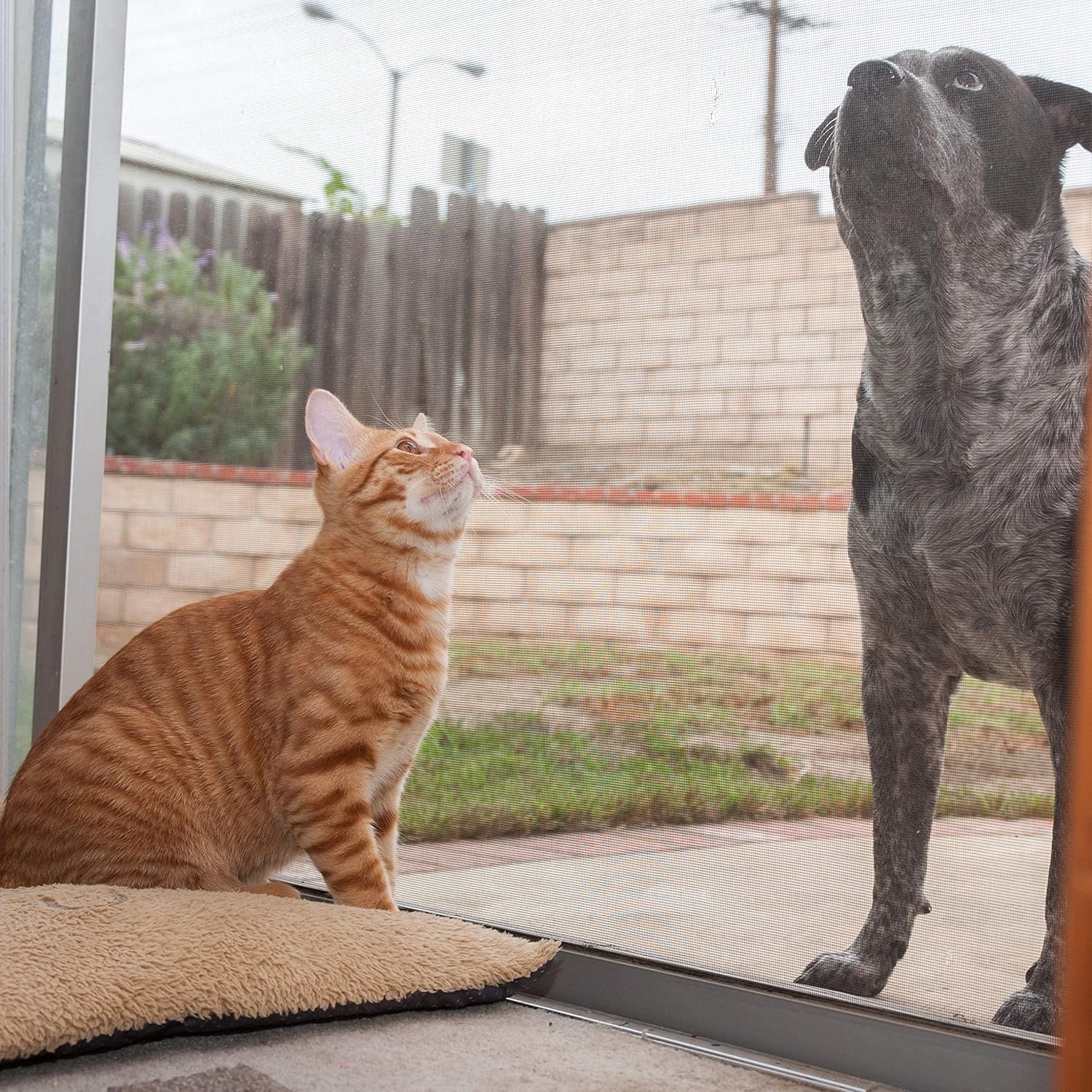 DocaScreen Pet Screen – 36” x 25’ Pet Proof Screen – Pet Resistant Screen for Window Screen, Patio Screen, Door Screen, Porch Screen, and Other Screen enclosures – Dog Screen, Cat Screen, and More Pack of 2