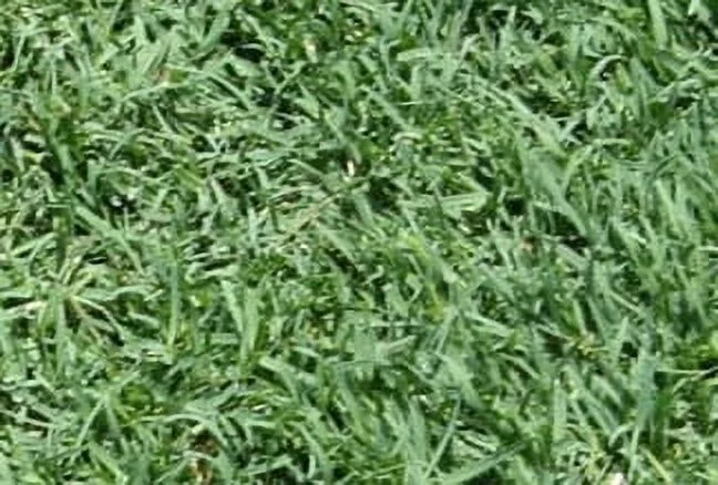 Bimini Bermuda Grass Plugs - 2 Trays - Curated Treasures Market