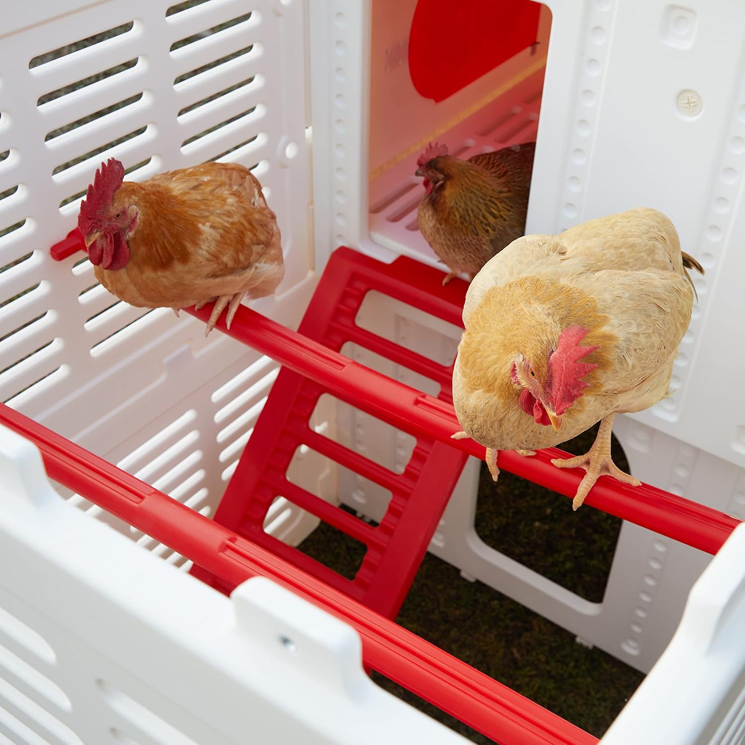 Sam's Pets Kuritsa 82" Chicken Coop - Outdoor Hen House, Multilevel, Spacious Nesting Box, Slide-Out Tray, Fits 5 Chickens