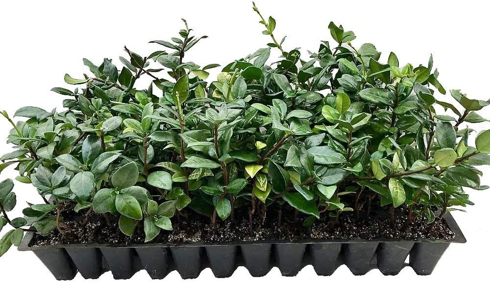 Jasmine Confederate - 15 Live Plants - Fragrant Easy to Grow Vine Showy Blooms