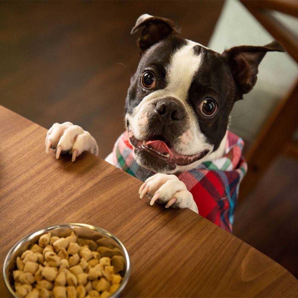 Dr. Marty Freeze Dried Raw Nature's Blend Small Breed Dog Food - Pet Supplies online store