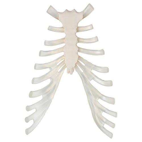 Axis Scientific Complete Disarticulated Human Skeleton Bundle, Includes 3 Part Human Skull, Life Size Bones, Articulated Hand an