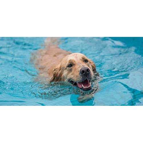 PetStep Pool Ramp For Dogs - Pet Supplies online store