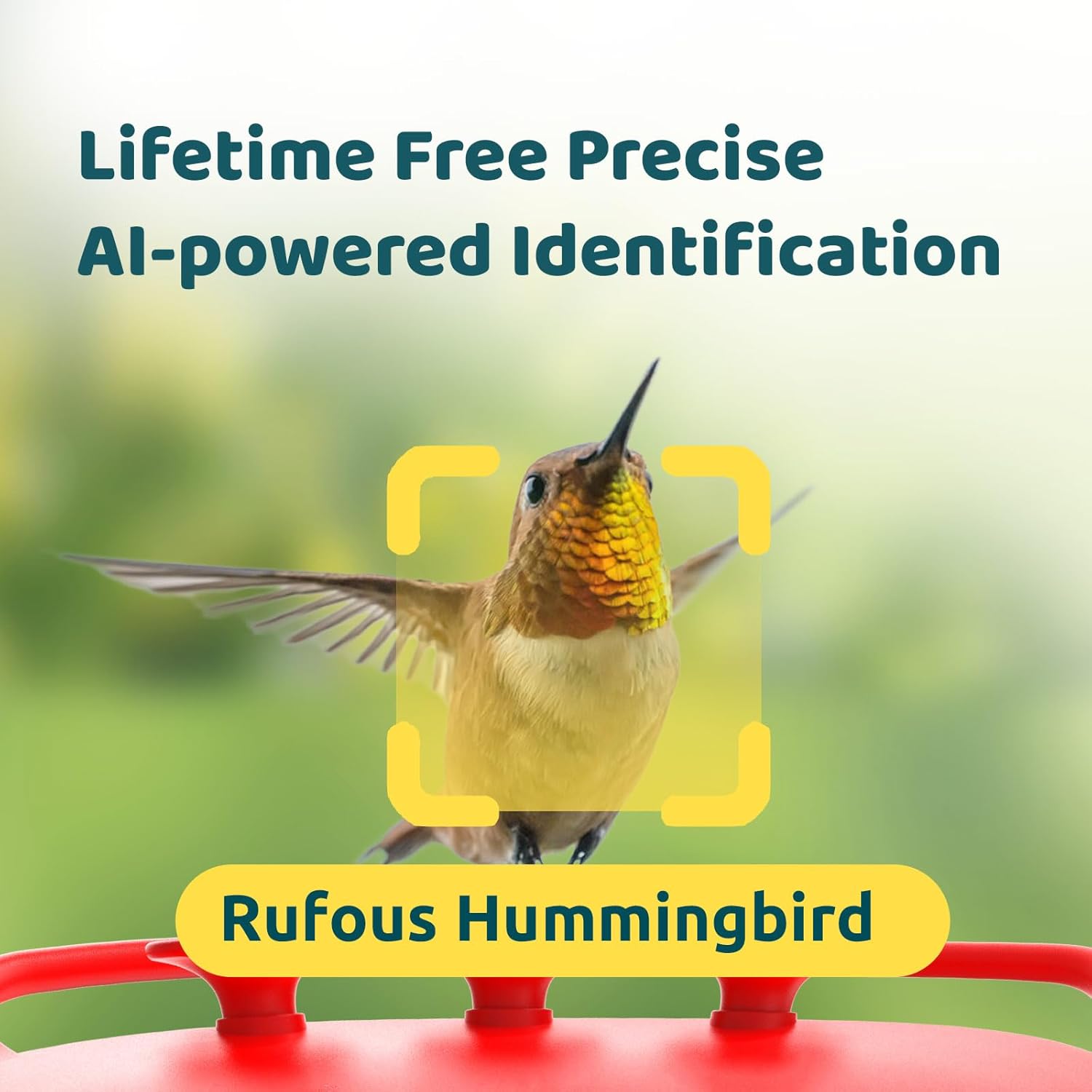 NETVUE Birdfy Hummingbird Feeder with Camera - 2K Dual Smart Cameras Solar Powered, Close-Up Bird Watching, Lifetime-Free AI Identify Hummingbird, Ant Moat & Instant Notifications (20 Ounces)