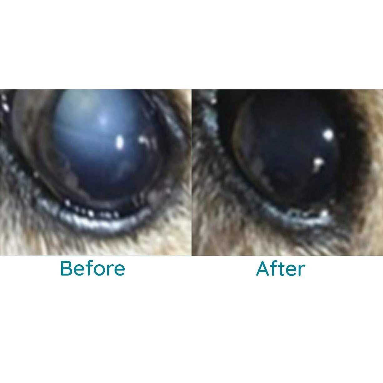 LumenPro Pet Cataracts Eye Drops - Pet Supplies online store