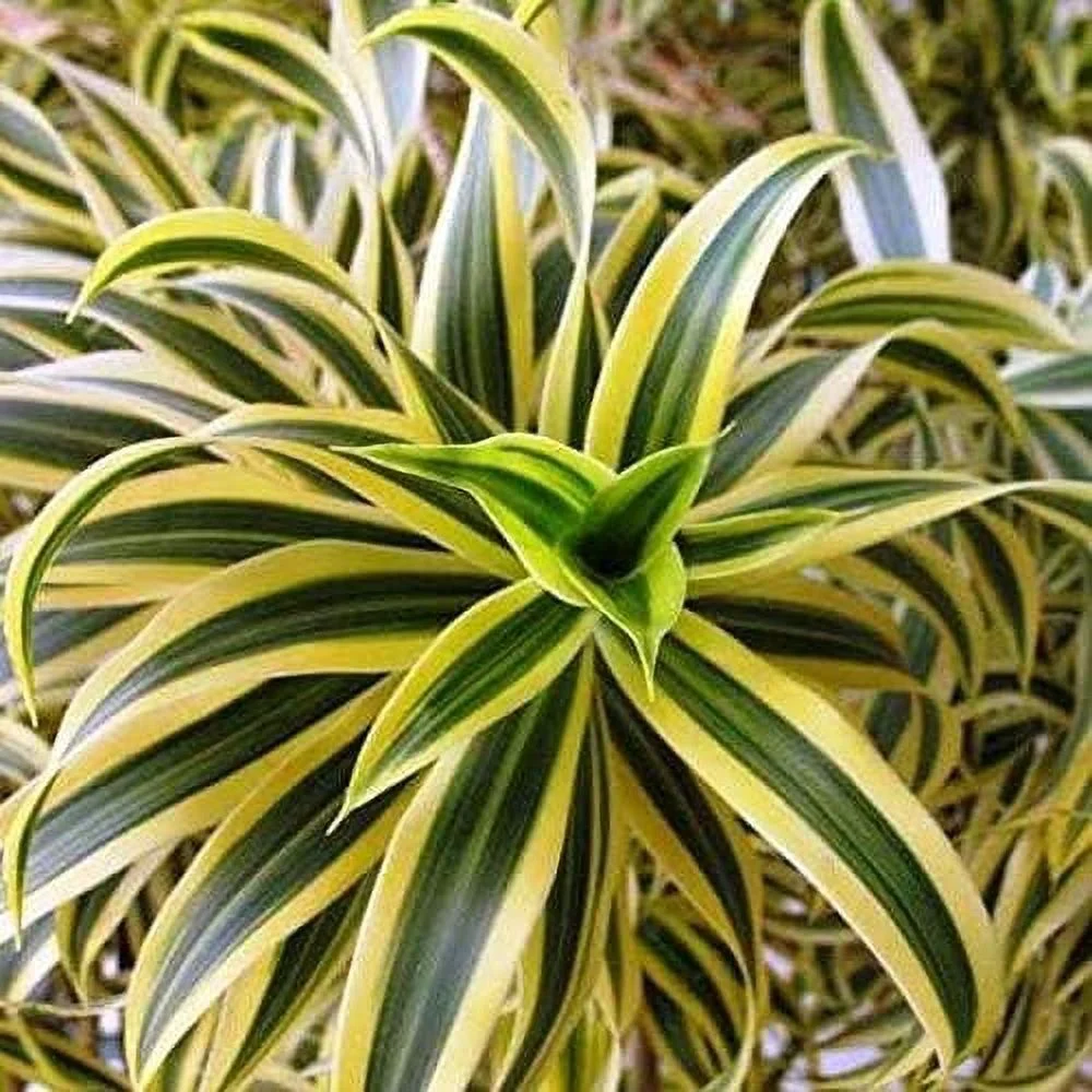 Song of India Plant - Live Plant in a 6 Inch Pot - Dracaena Reflexa - Beautiful Easy to Grow Air Purifying Indoor Plant