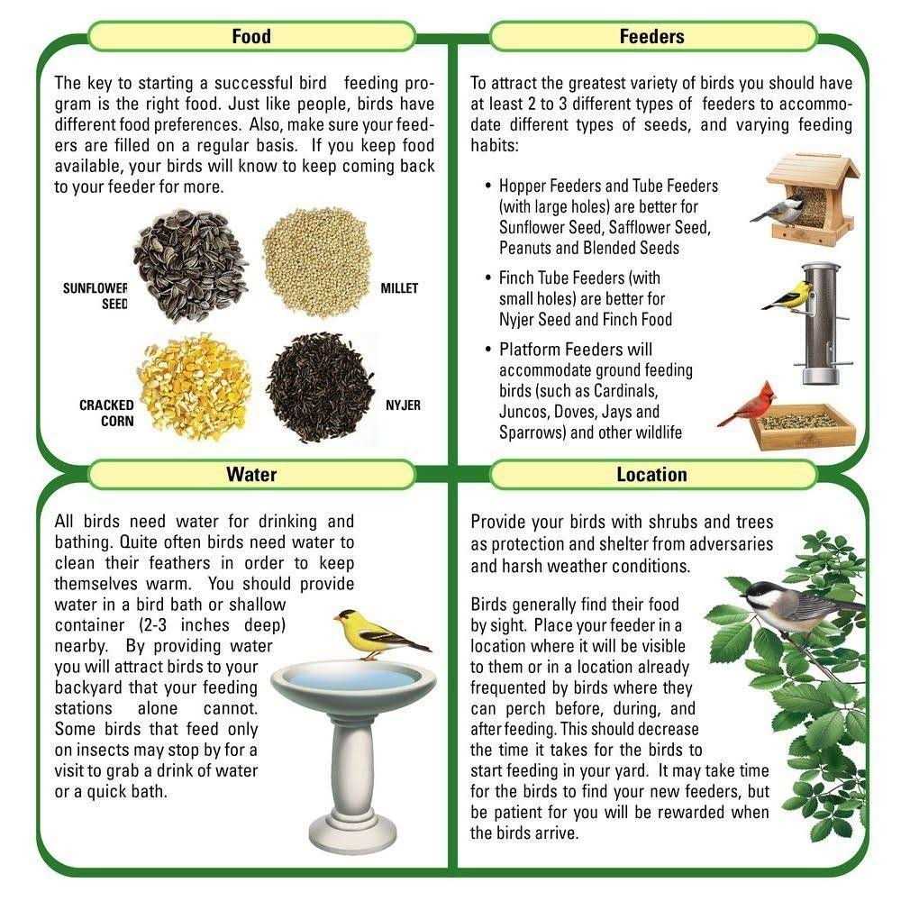 Shafer Seed Safflower Seed Wild Bird Food - Pet Supplies online store