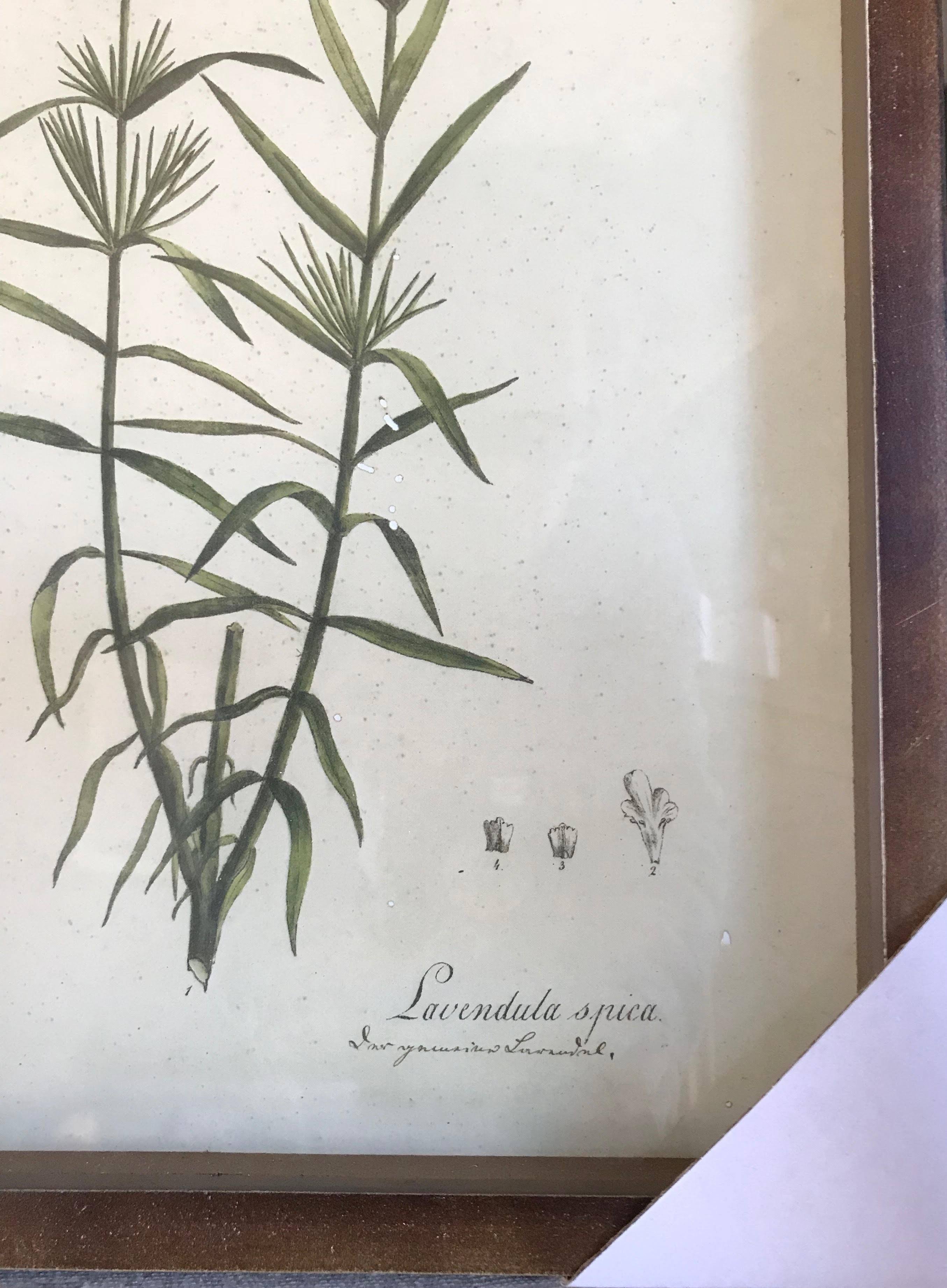 Collected Botanical Prints, Set of 6