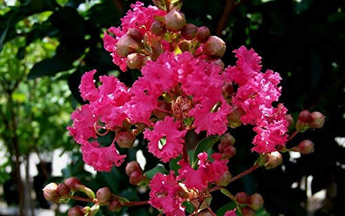 Tuscarora Crape Myrtle Tree - Live Plant in A 3 Gallon Pot -Lagers...