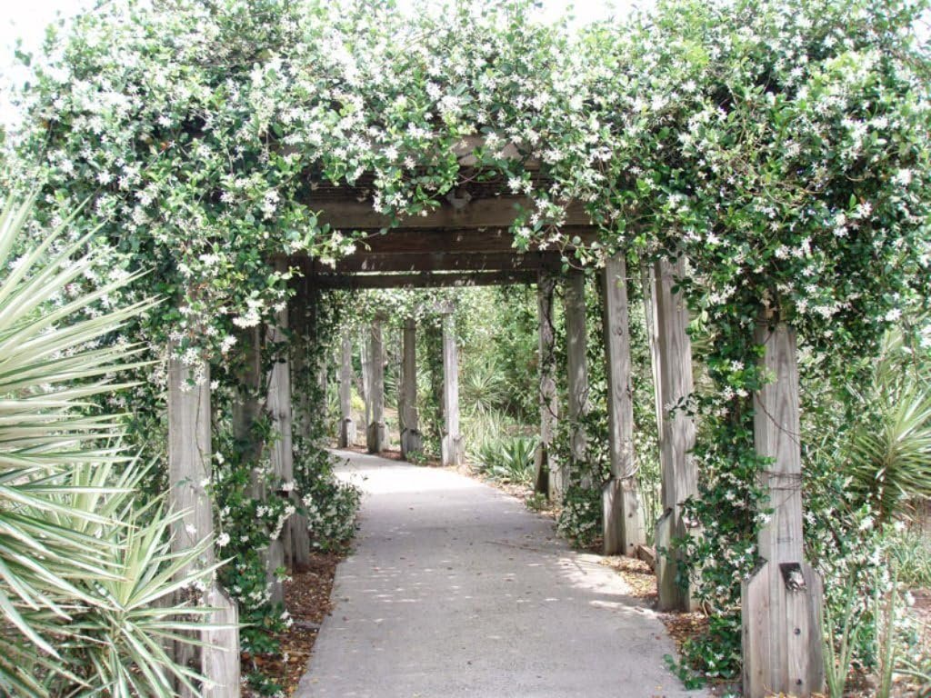 Jasmine Confederate - 15 Live Plants - Fragrant Easy to Grow Vine Showy Blooms