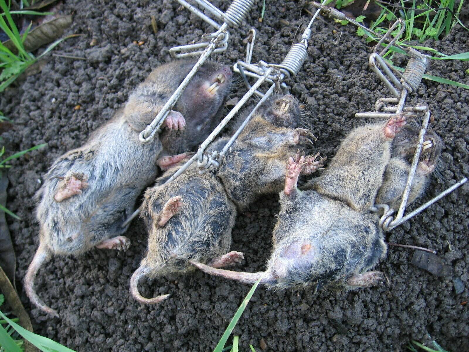 12 Gophinator Gopher Trap-Stainless steel-usa Made