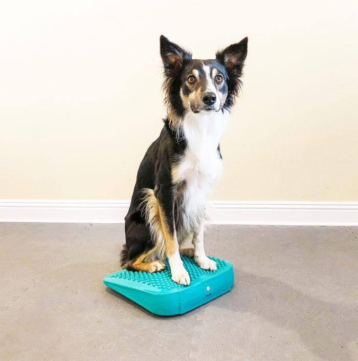 FitPAWS Ramp Up to Fall Canine Fitness Kit