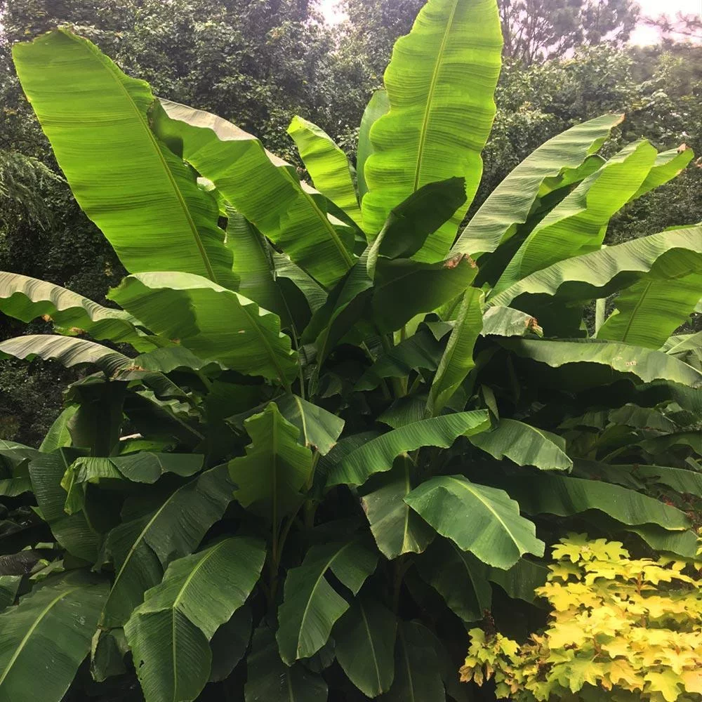Brighter Blooms - Dwarf Cavendish Banana Tree, 1 Gal. - No Shipping To AZ
